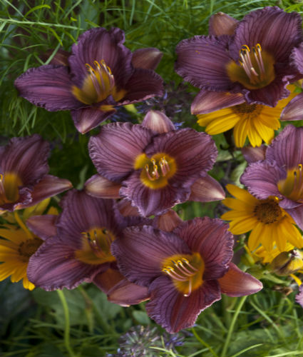 HEMEROCALLIS Purple DOro North Coast Perennials