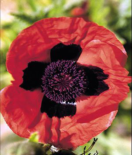 PAPAVER Orientale Brilliant North Coast Perennials