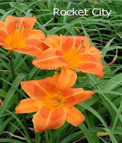 Hemerocallis Rocket City North Coast Perennials