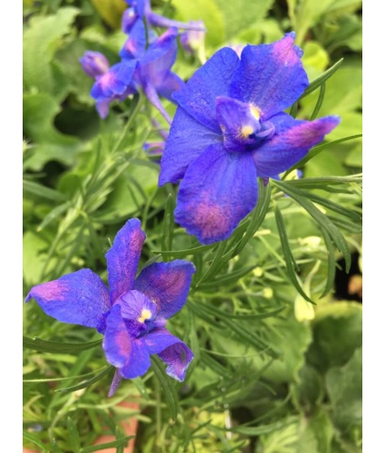 Delphinium Grandiflorum Blue Butterfly North Coast Perennials