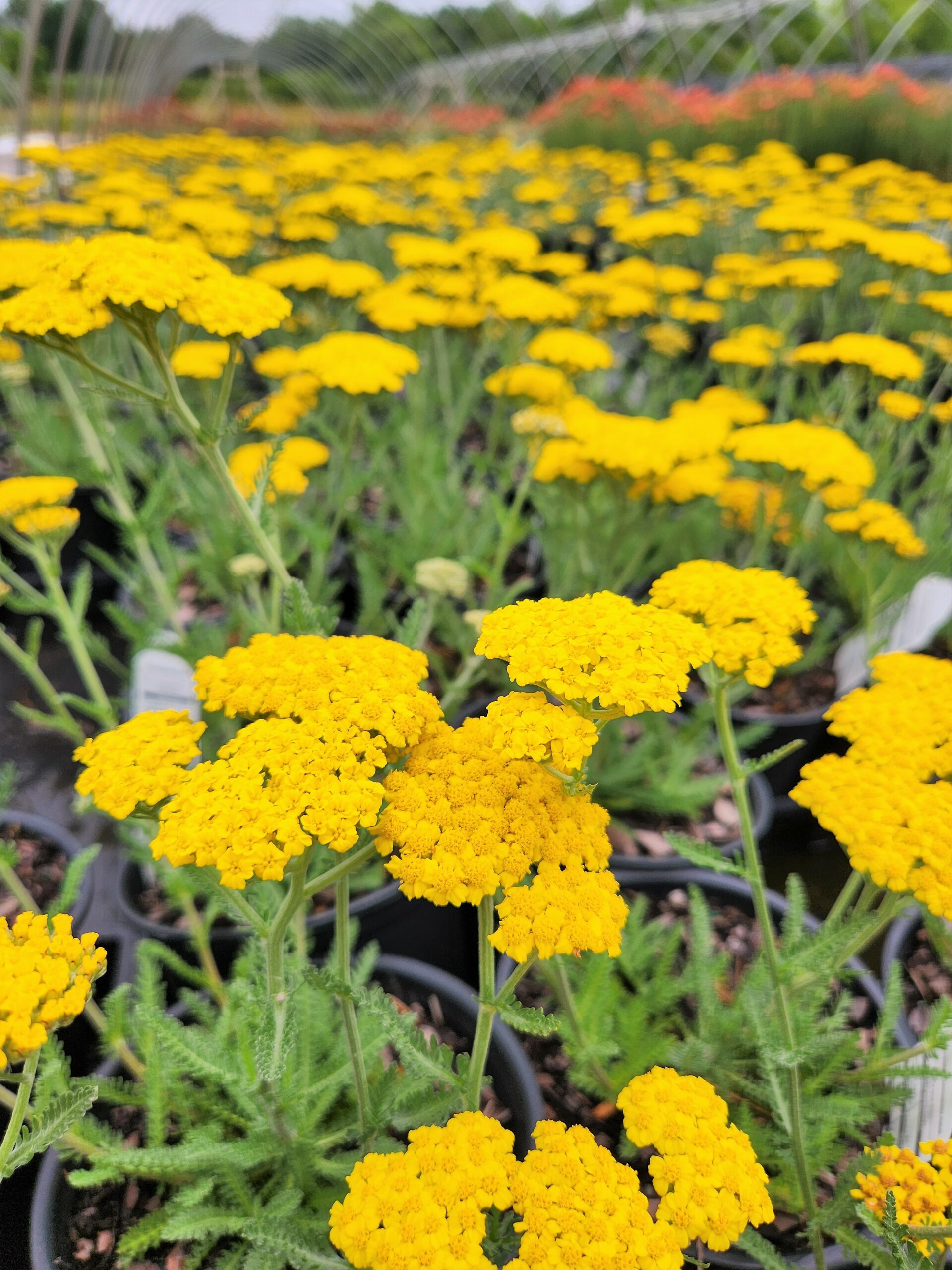 ACHILLEA filipendula ‘Little Moonshine’ PP28179 - North Coast Perennials