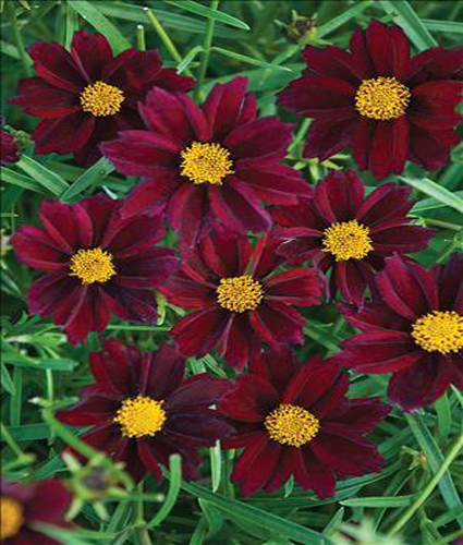 COREOPSIS BIG BANG™ ‘Mercury Rising’ PP24689 - North Coast Perennials