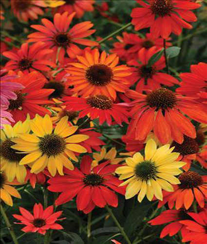 ECHINACEA ‘Cheyenne Spirit’ - North Coast Perennials