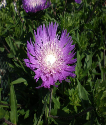 STOKESIA laevis ‘Honeysong Purple’ - North Coast Perennials