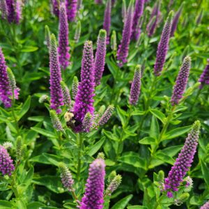 MONARDA ‘Electric Neon Pink’ PP30347 - North Coast Perennials