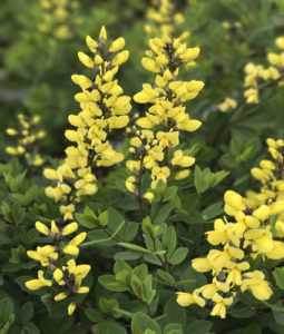 BAPTISIA DECADENCE® ‘Lemon Meringue’ PP24280 - North Coast Perennials