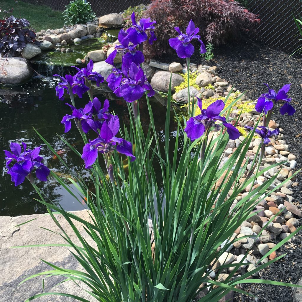 IRIS sibirica ‘Caesar’s Brother’ North Coast Perennials