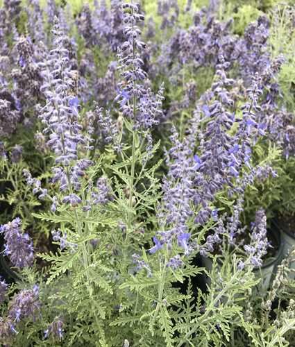 PEROVSKIA atriplicifolia ‘Denim ‘n Lace’ PP28445 - North Coast Perennials