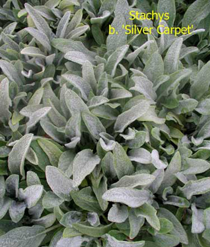 STACHYS byzantina ‘Silver Carpet’ - North Coast Perennials