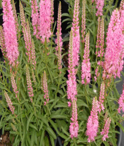 VERONICA ‘Giles van Hees’ - North Coast Perennials