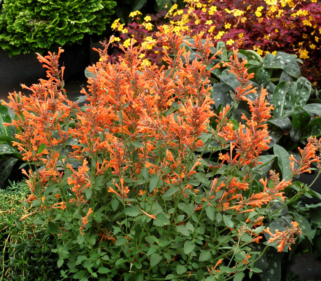 agastache kudos mandarin