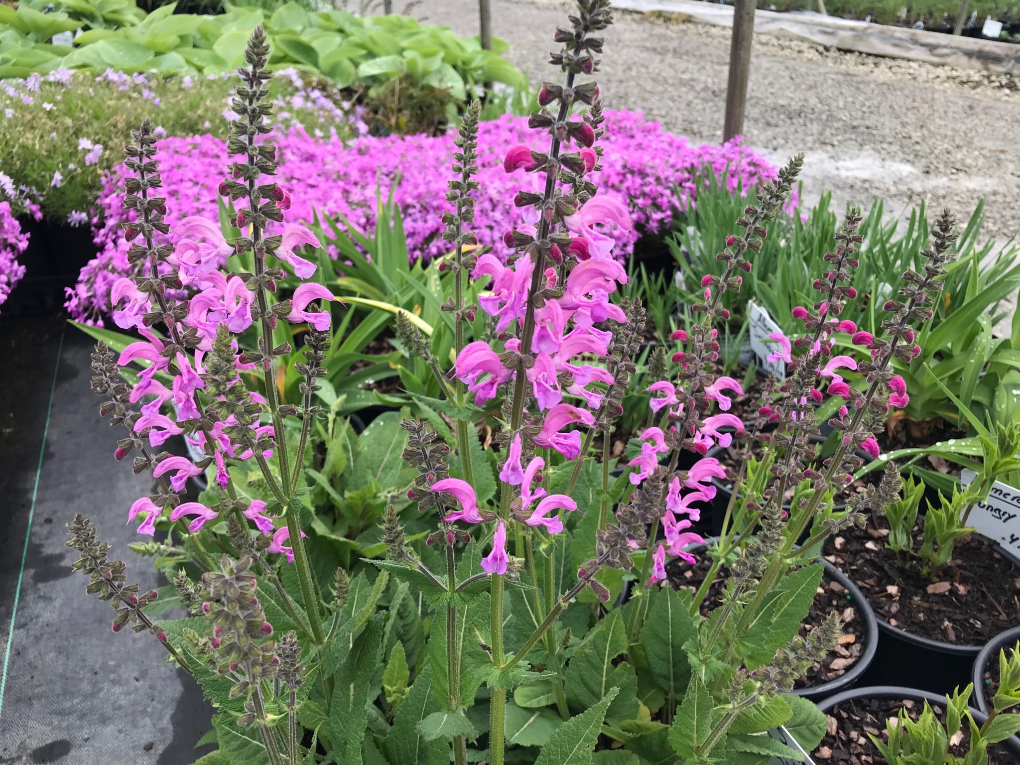 SALVIA FASHIONISTA® ‘Moulin Rouge’ PP32387 - North Coast Perennials