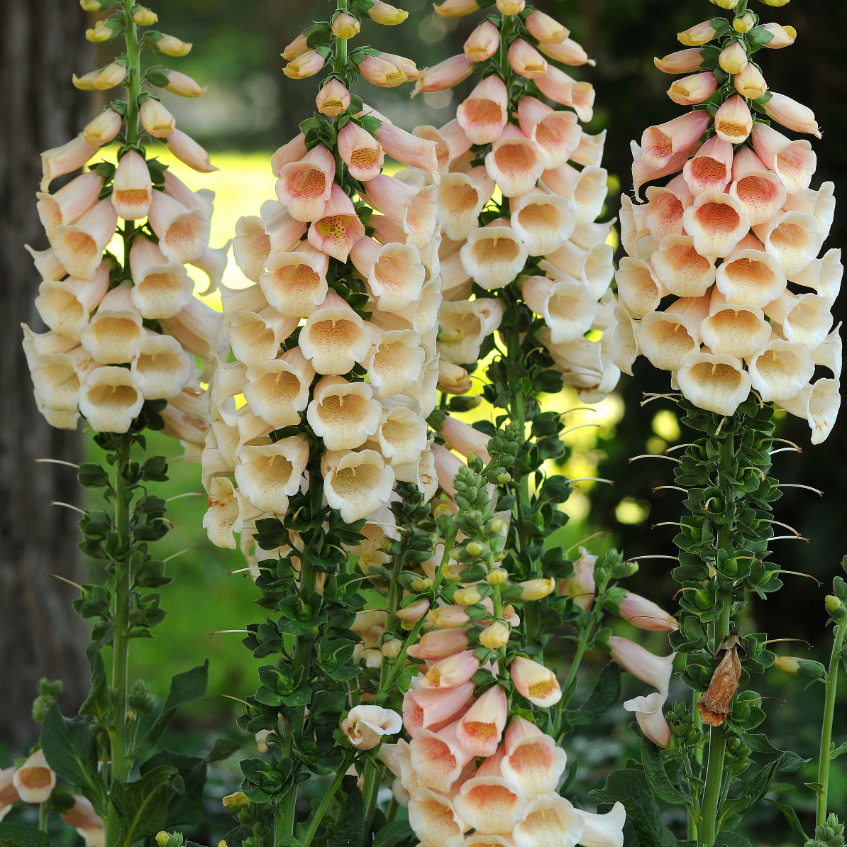 DIGITALIS purpurea DALMATIAN SERIES ‘Dalmatian Peach’ - North Coast ...