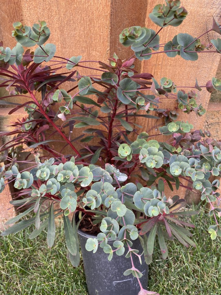 EUPHORBIA ‘Miner’s Merlot’ PPAF - North Coast Perennials