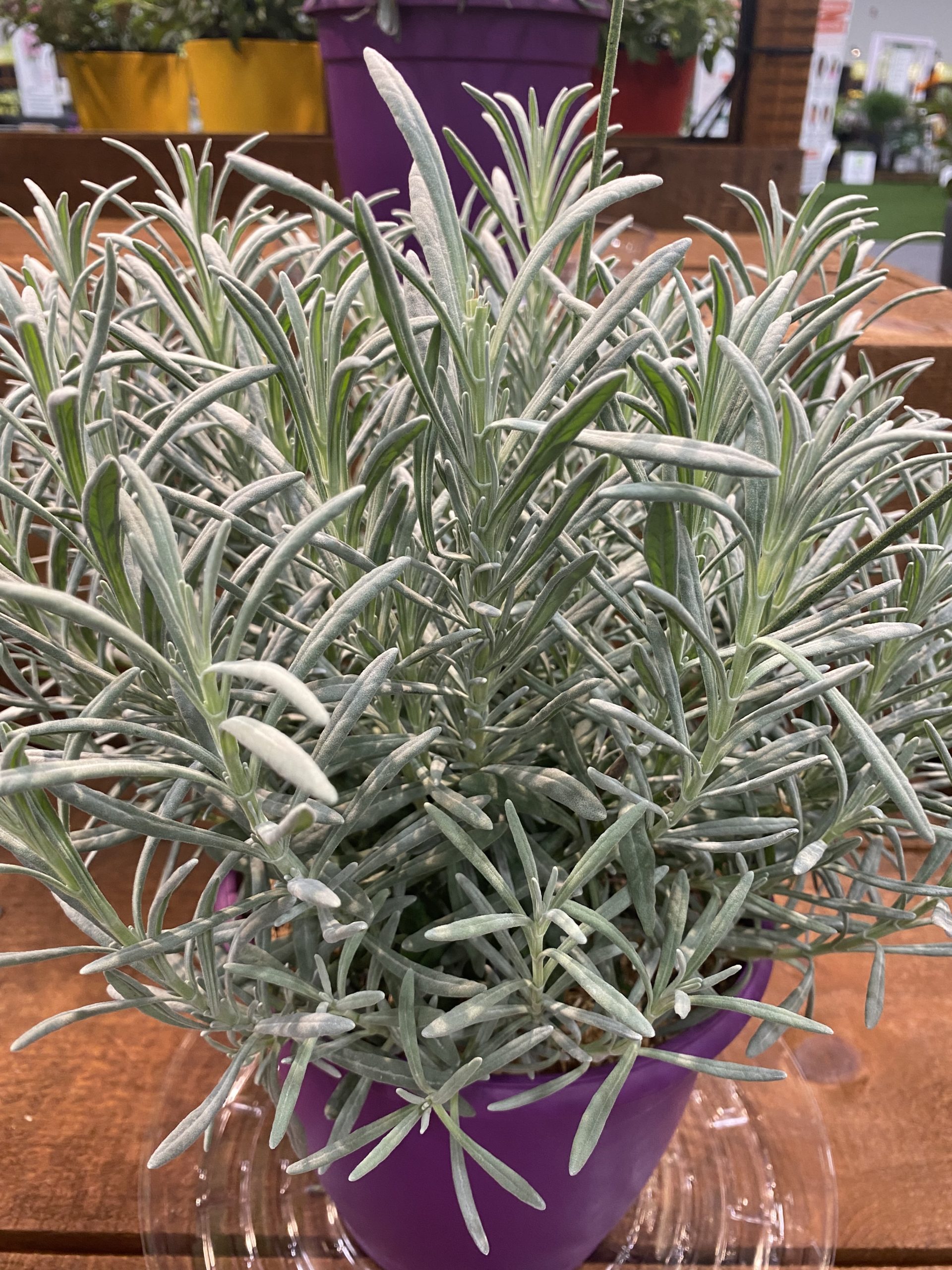 Sensational! Lavender, Lavandula x Intermedia - Plant