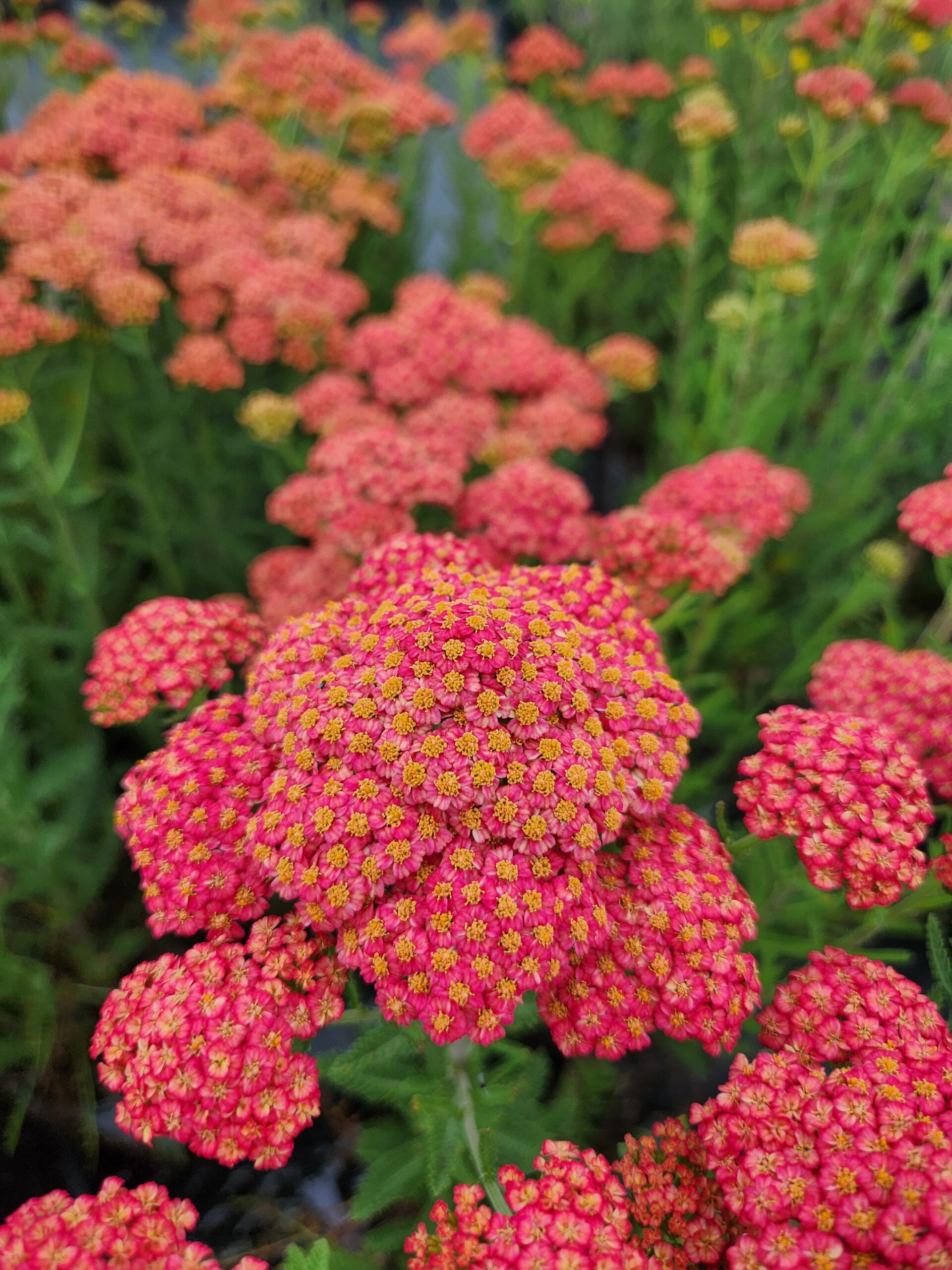 ACHILLEA FIREFLY COLLECTION ‘Firefly Peach Sky’ PP32404 - North Coast ...