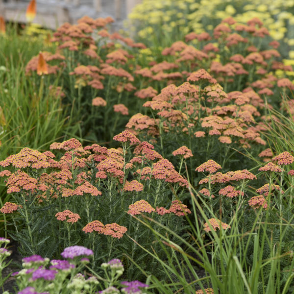 Achillea Firefly Collection ‘firefly Peach Sky Pp32404 North Coast 2190