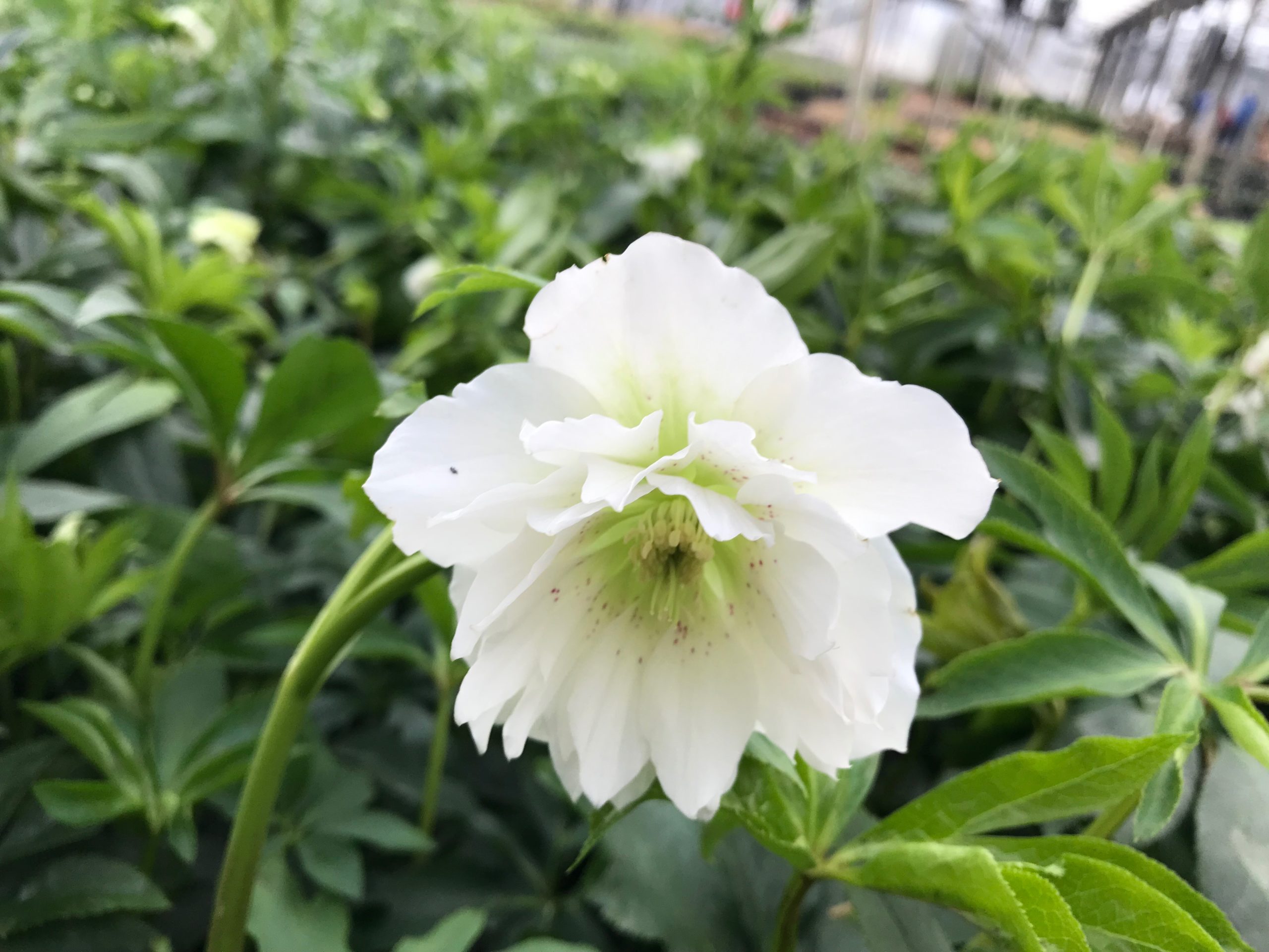 HELLEBORUS WEDDING PARTY® SERIES ‘Wedding Bells’ - North Coast Perennials