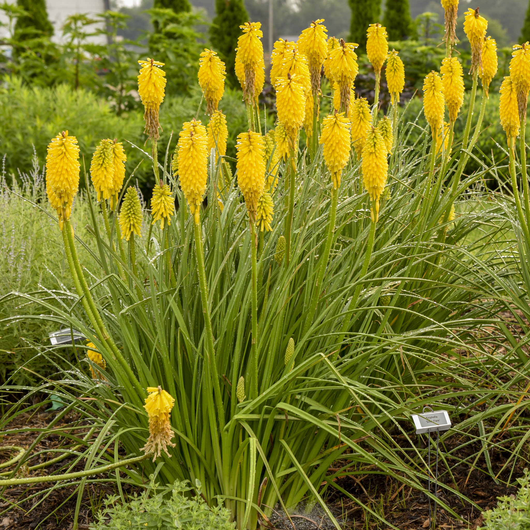 Kniphofia Solar Flare